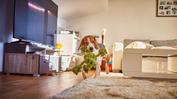 Declutter Your Space: Smart Organization Ideas for Pet Owners