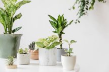 From Modern to Rustic: Matching Plant Pots to Various Design Aesthetics
