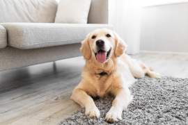 DIY Homemade Cleaners for Tackling Pet Messes Without Chemicals