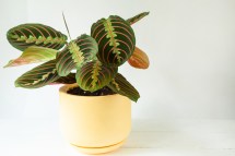 How to Repot Houseplants: A Step-by-Step Guide for Beginners
