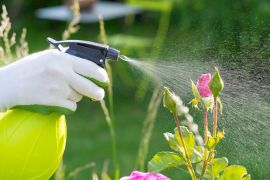 Step-by-Step Guide to Properly Water Indoor and Outdoor Plants